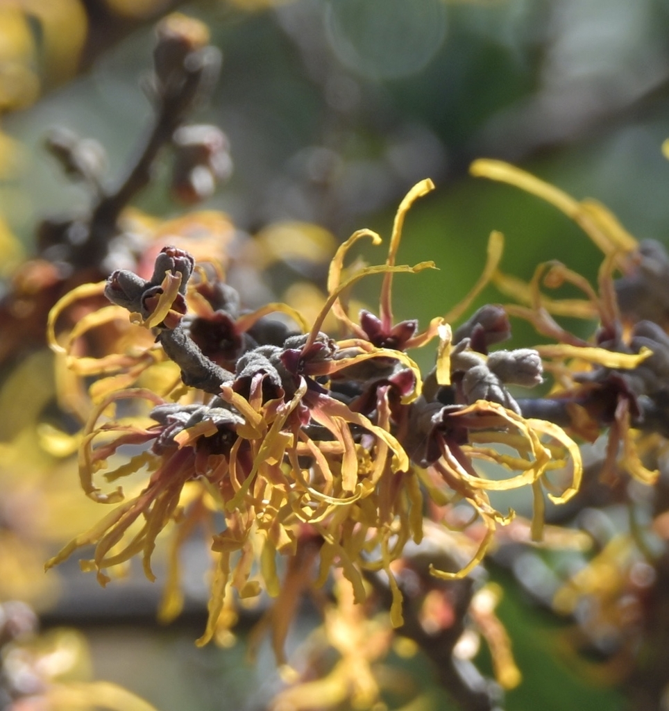 coppery - orange, fragrant, spidery flowers in Late Winter