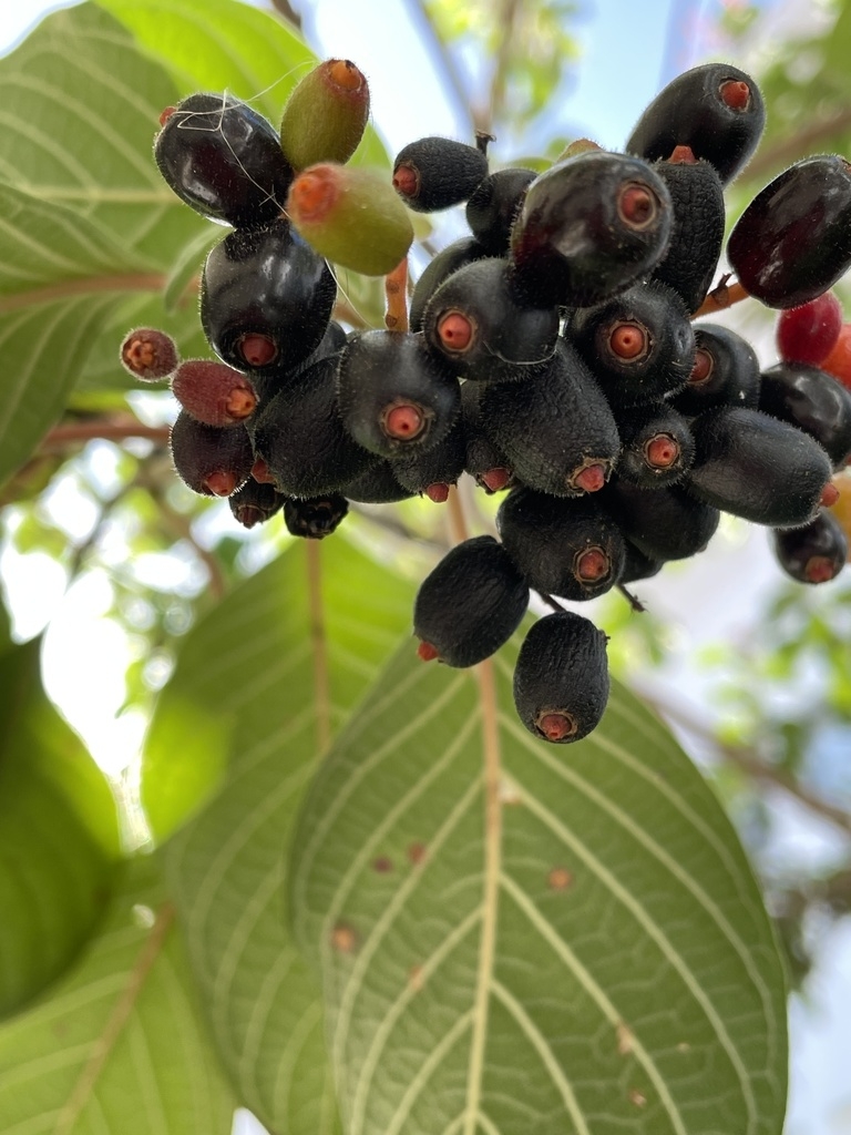 Nearly black mature round berries