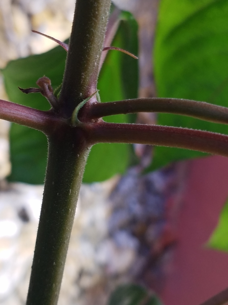 Dark red stems