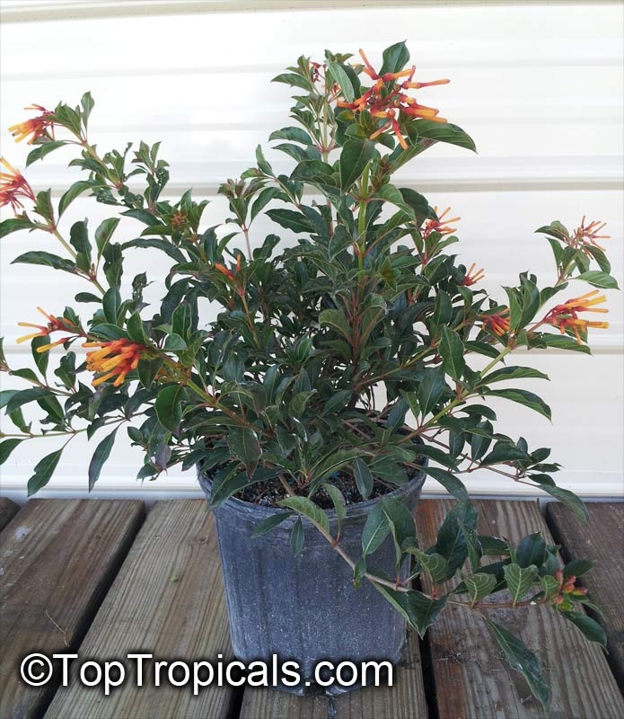Plant grown in a container