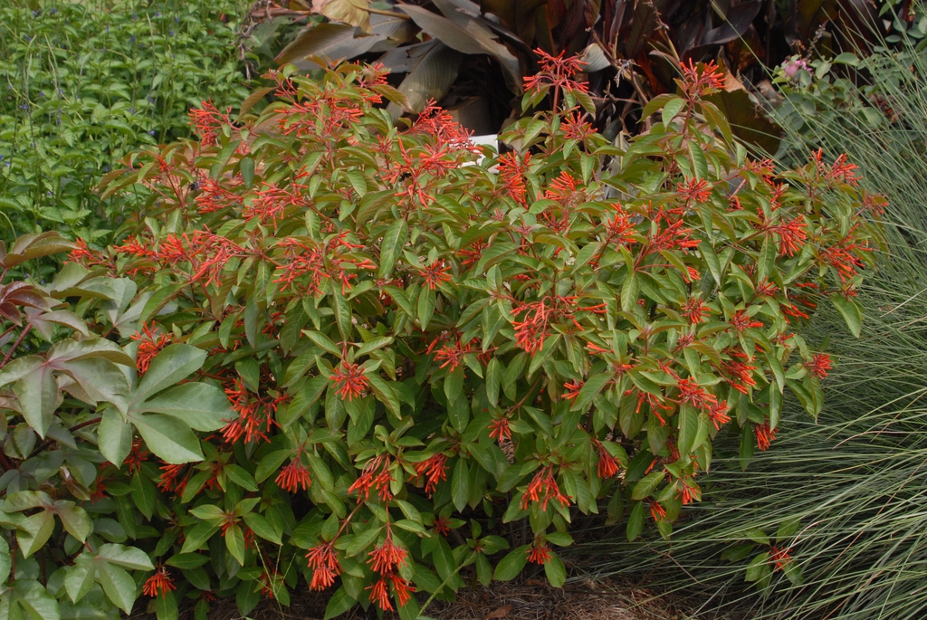Hamelia patens