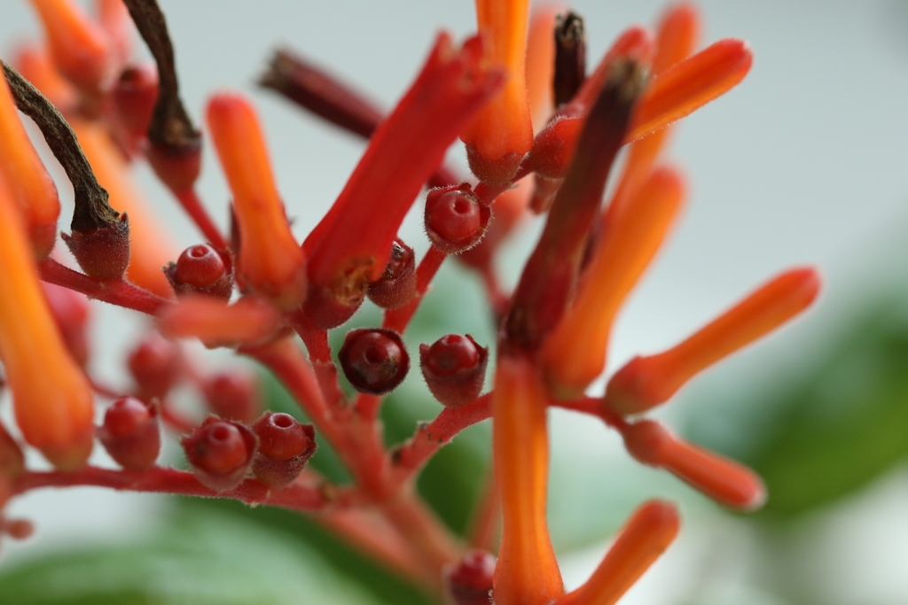 Small red berries on a branch