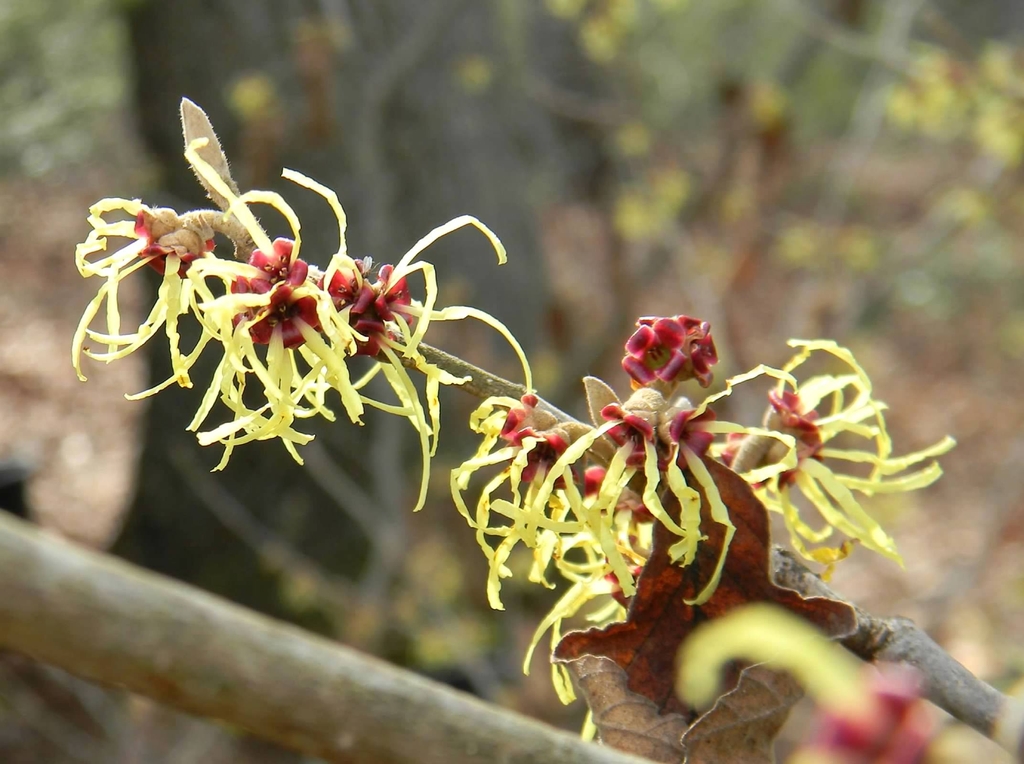 'Pallida' Flowers - Late Winter - Buncombe Co., NC
