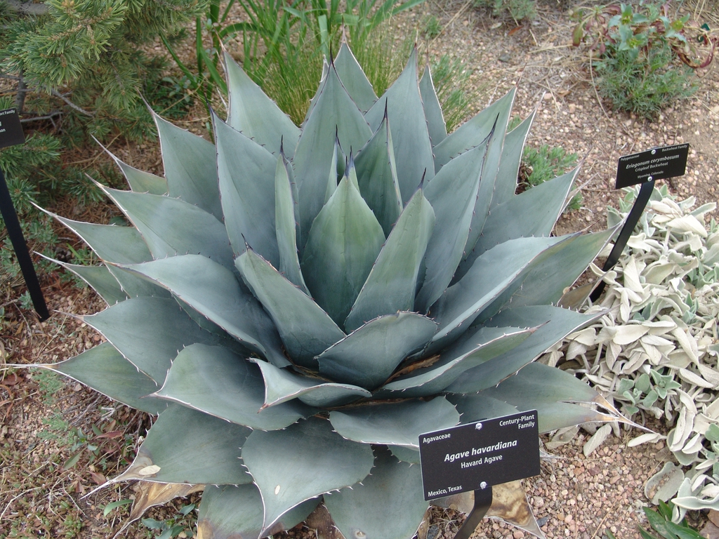 Form
