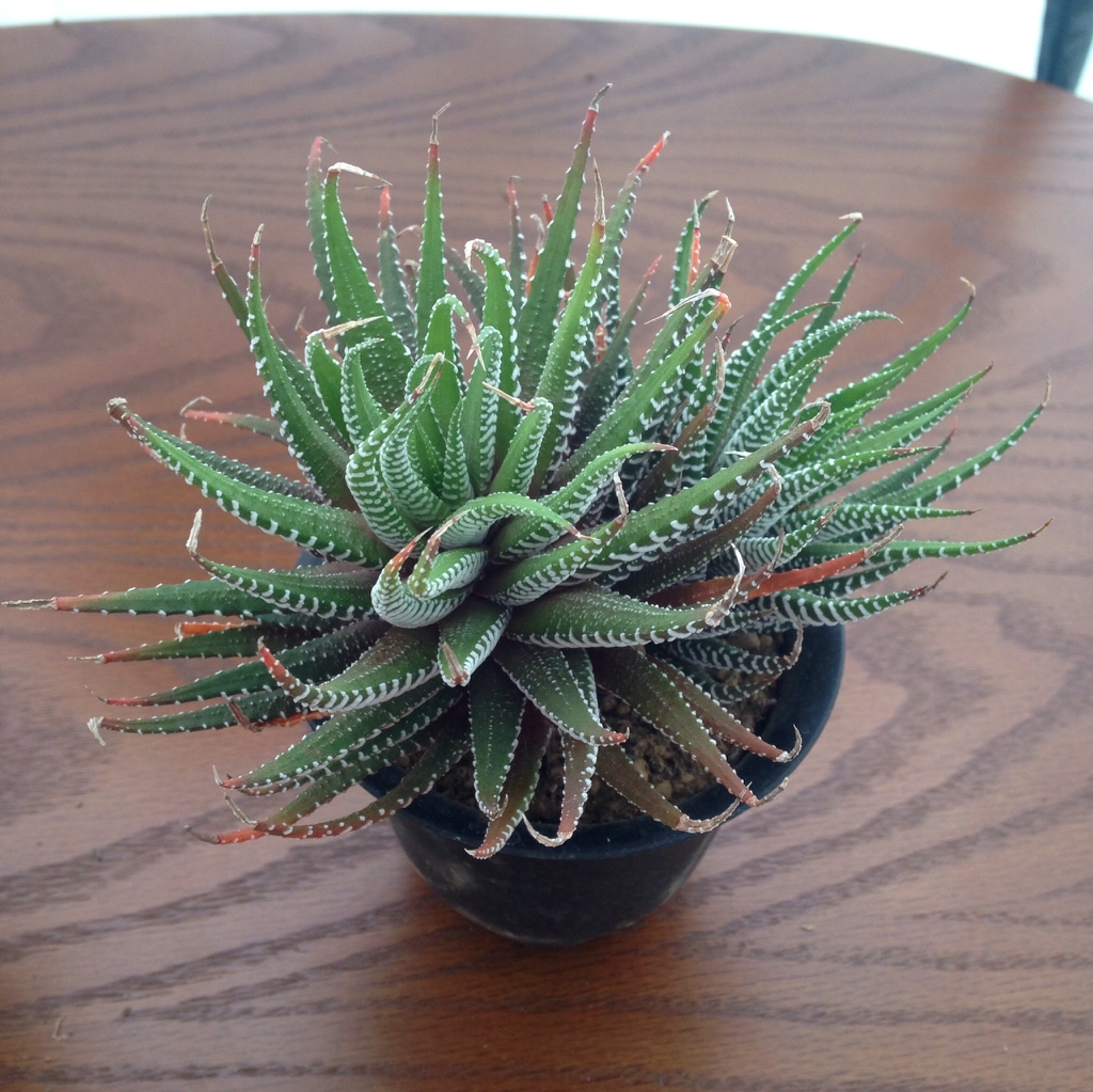Haworthia Fasciata