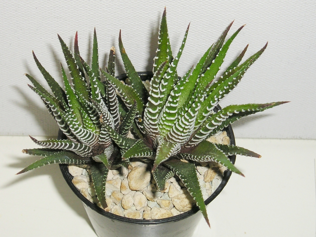 Haworthia Fasciata