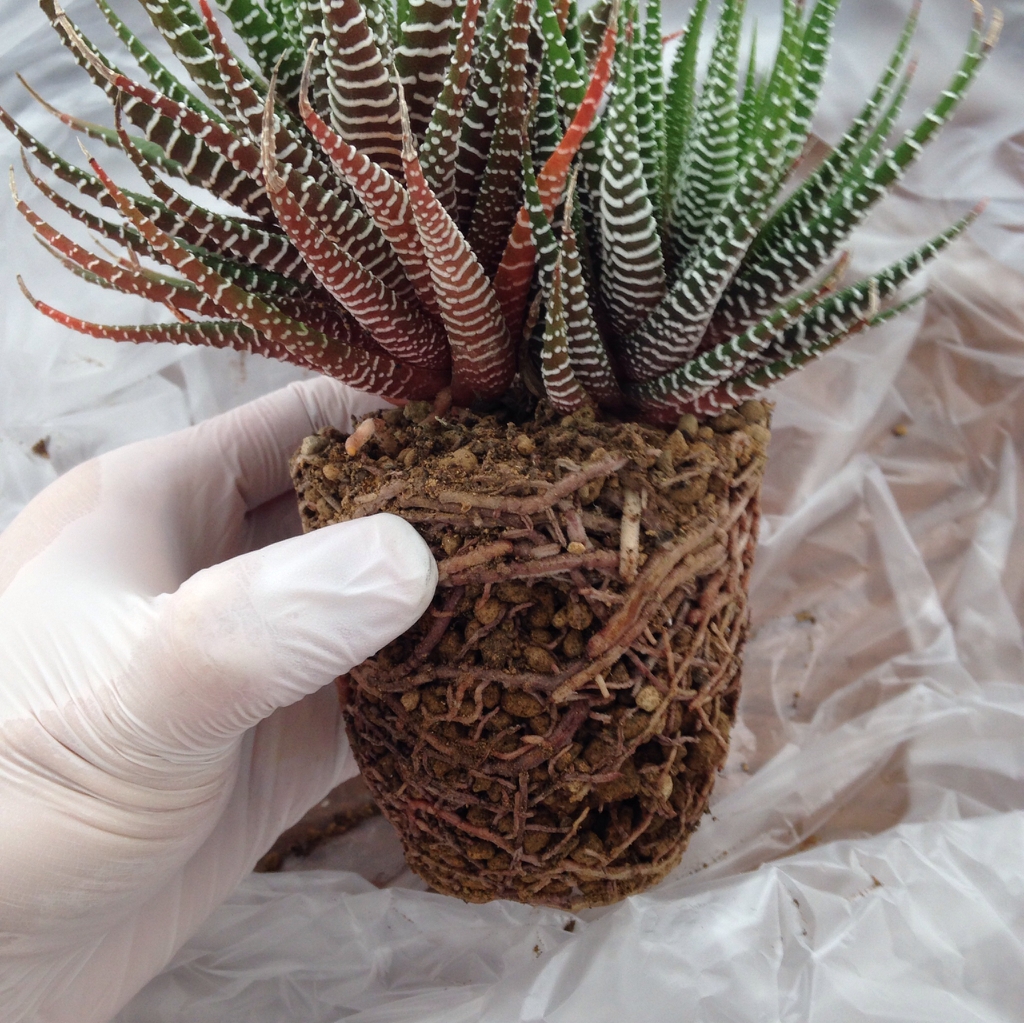 Haworthia Fasciata