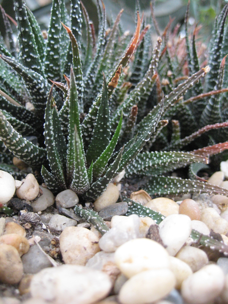 Haworthia Attenuata