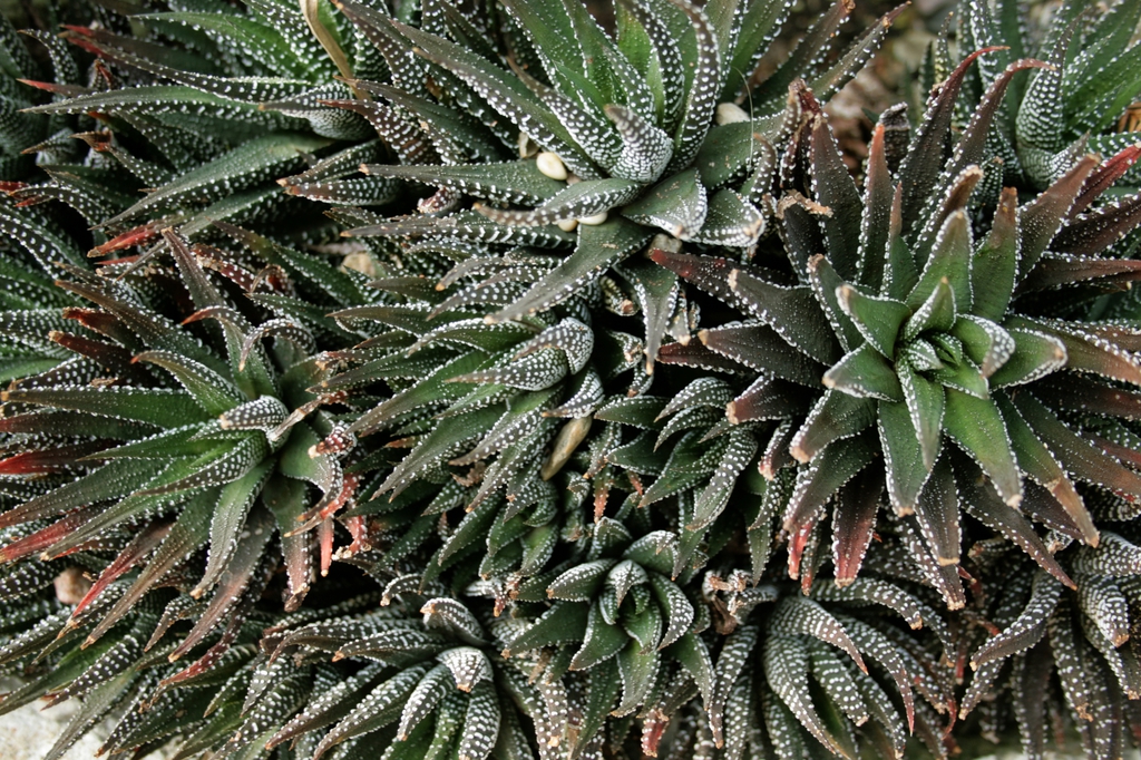 Haworthia Attenuata