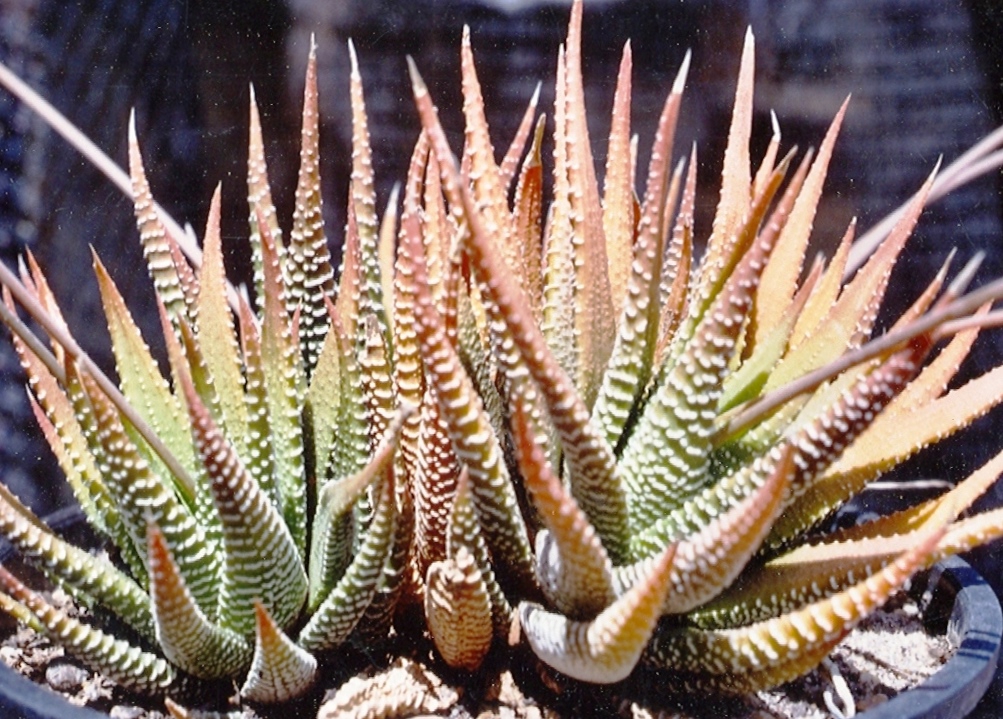 Haworthia Attenuata
