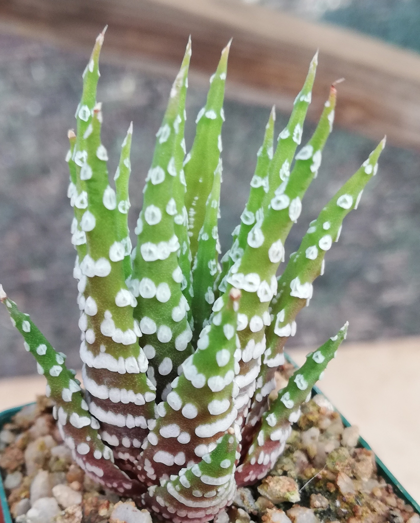 Haworthia Attenuata