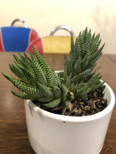 Growing in a pot