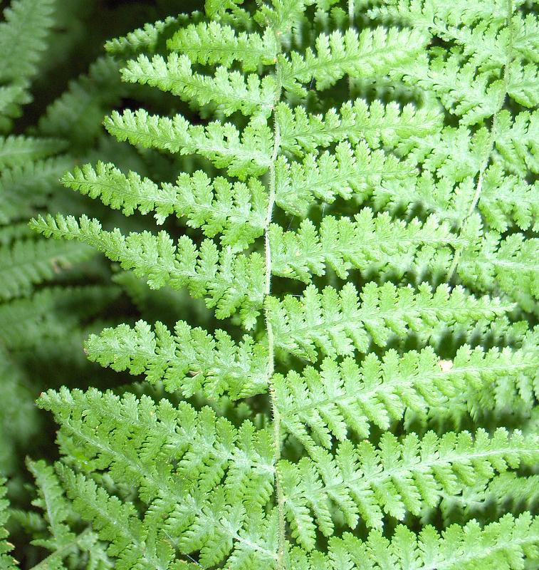 Detail of frond with pinnatisect pinnae.