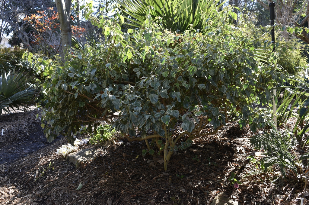 Hedera helix