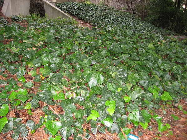 Growing on the ground