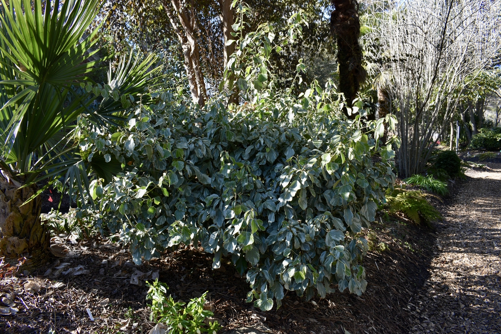 Form