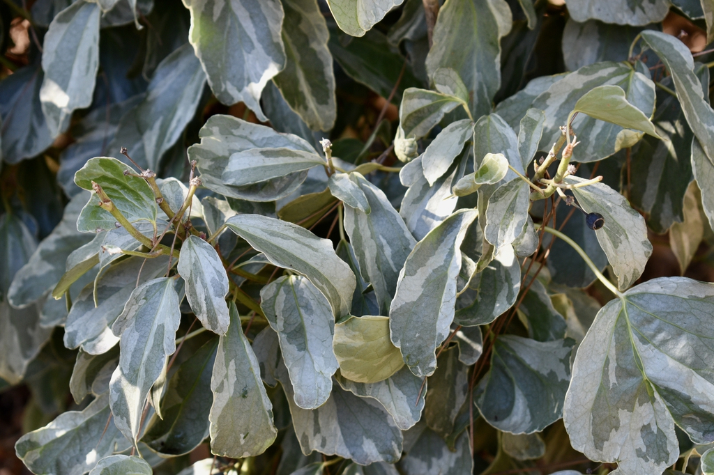 Hedera helix