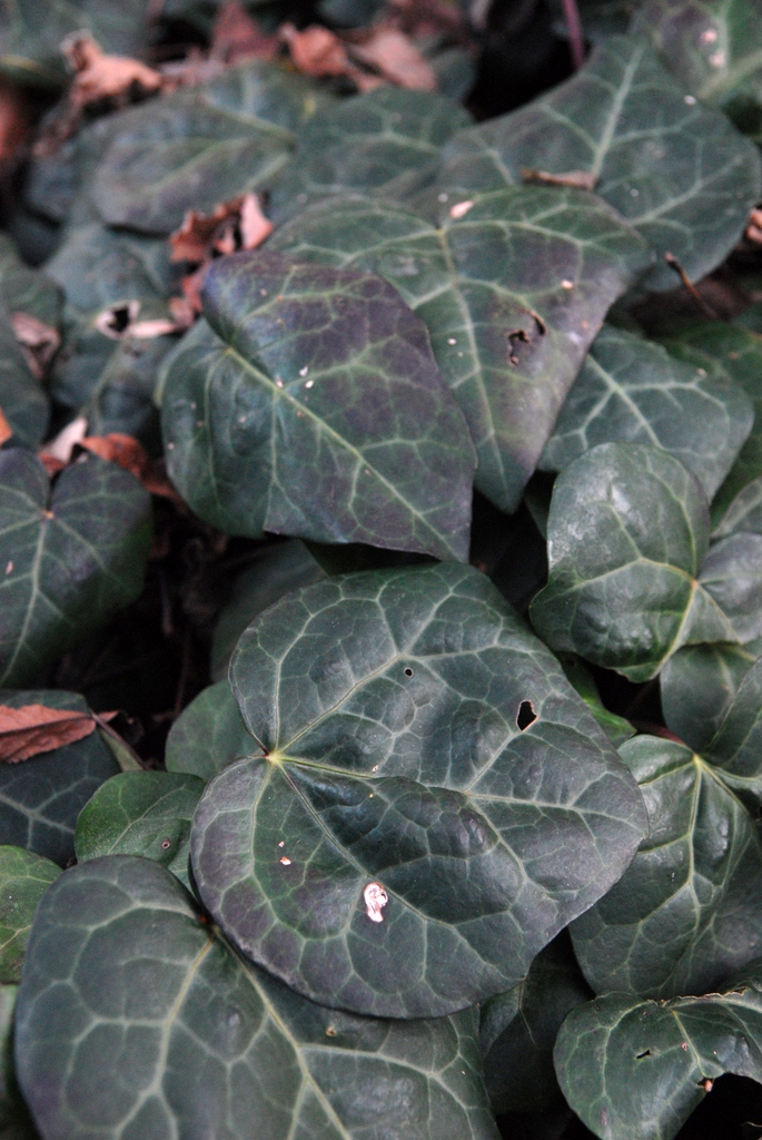 Top of leaf detail during winter