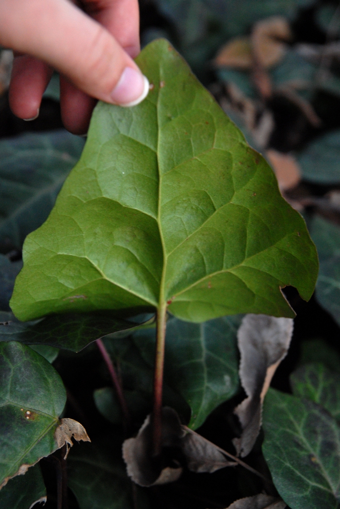 Underside of leaf during winter