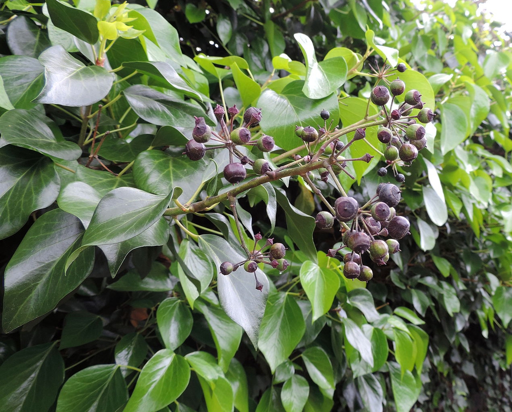 Dark purple round fruits