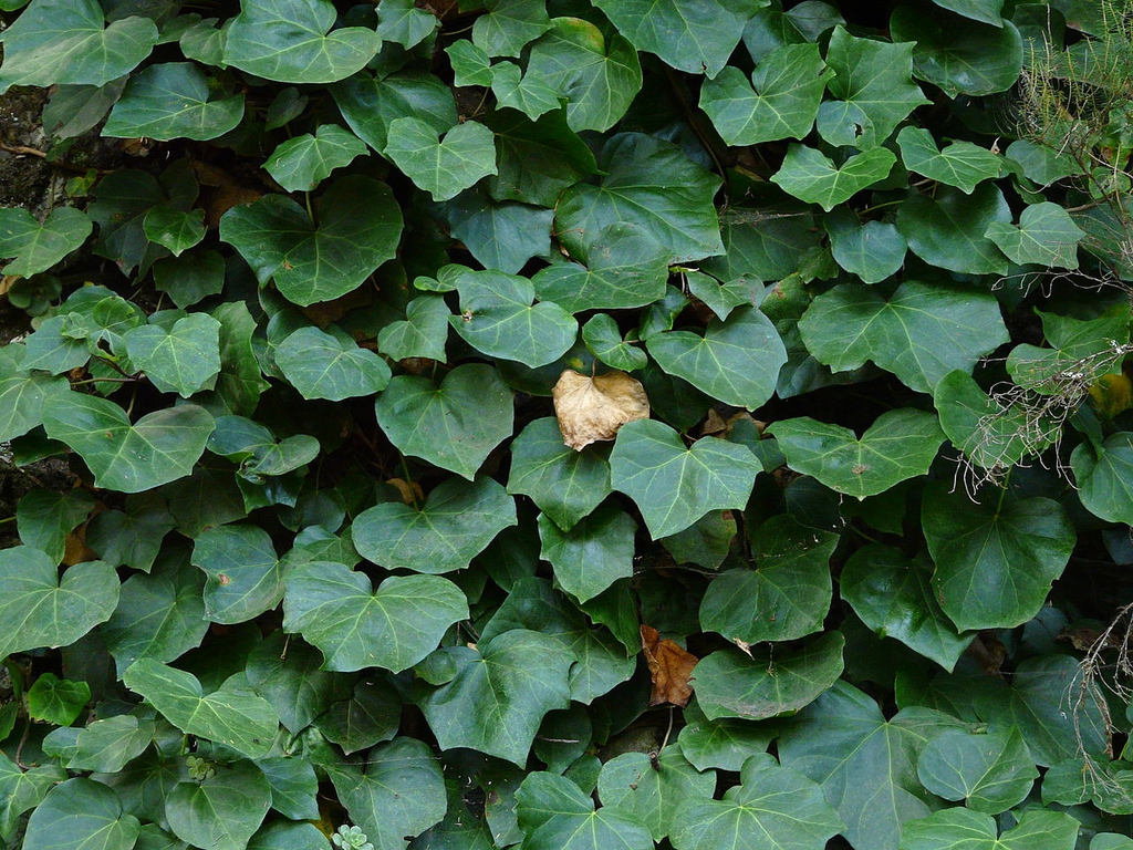 Heart-shaped leaves