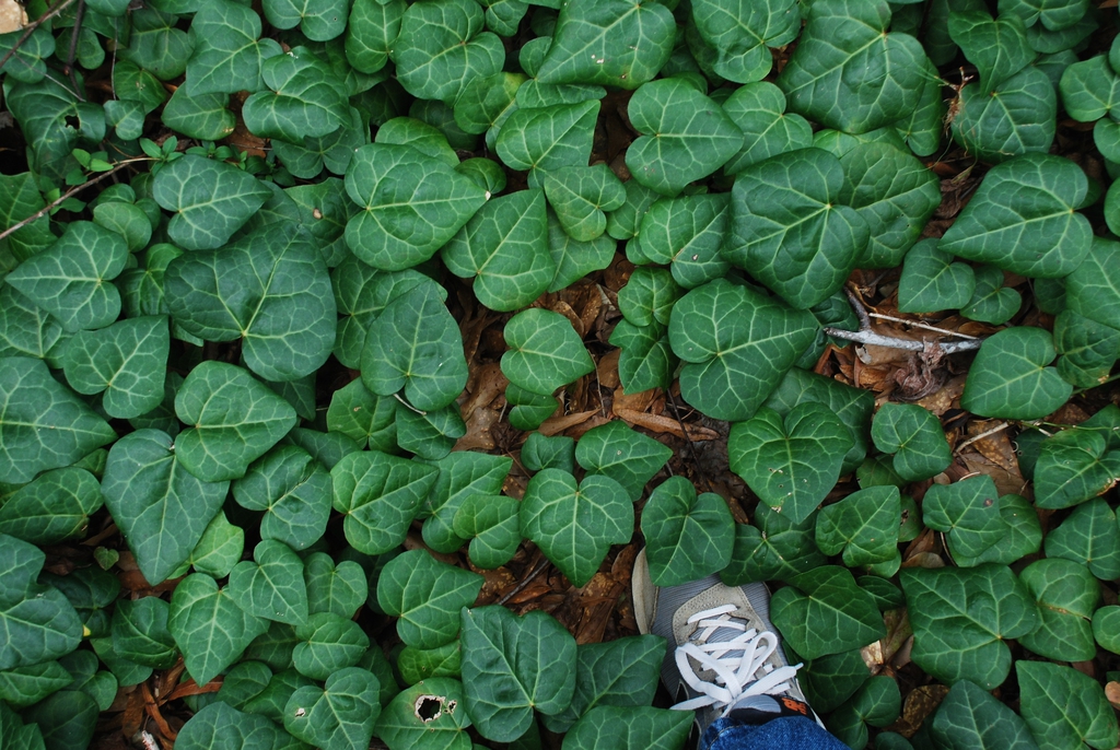 Growing as a ground cover (Kershaw County, SC)-Early Spring