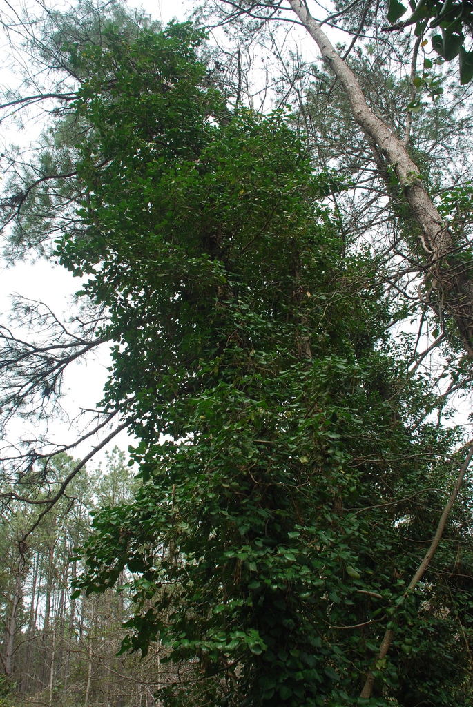 Growing in a tree (Kershaw County, SC)-Early Spring