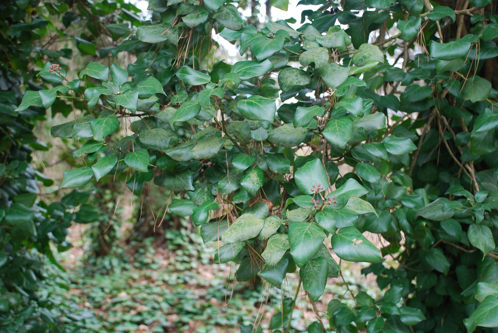 Plant (Kershaw County, SC)-Early Spring
