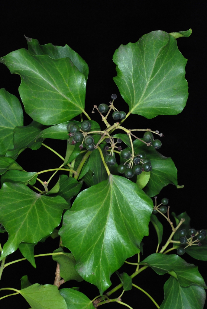 Leaves and fruit (Kershaw County, SC)-Early Spring