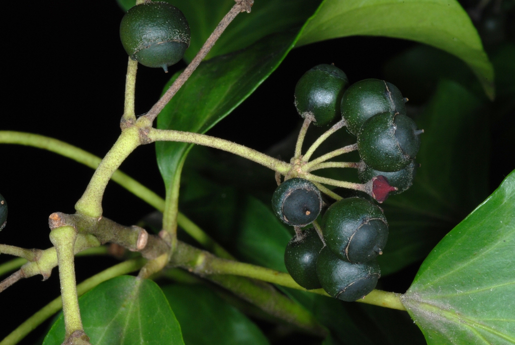 Fruit close-up (Kershaw County, SC)-Early Spring