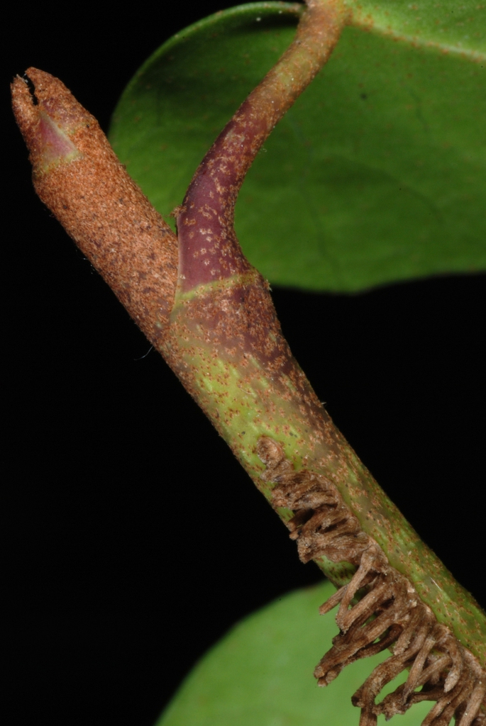 Stem with aerial roots (Kershaw County, SC)-Early Spring