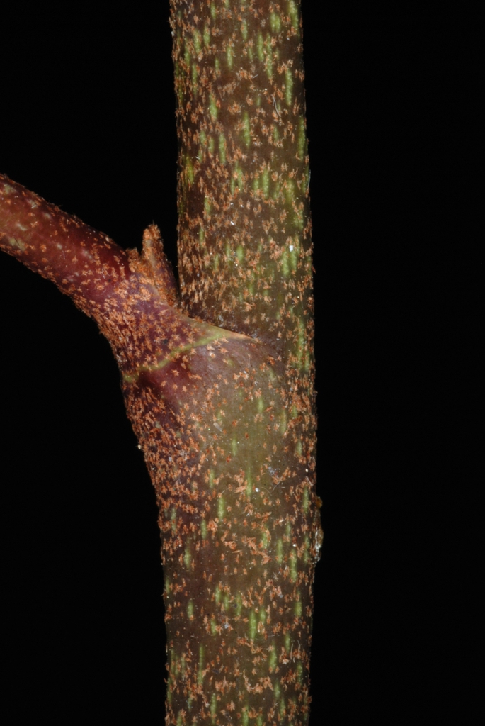 Stem with lenticels (Kershaw County, SC)-Early Spring