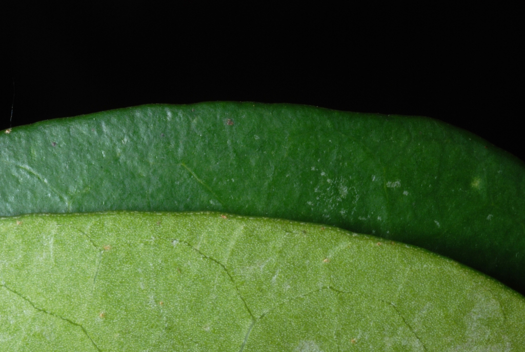Front and back of leaf (Kershaw County, SC)-Early Spring