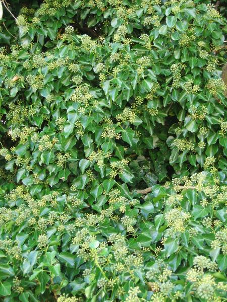 Hedera helix