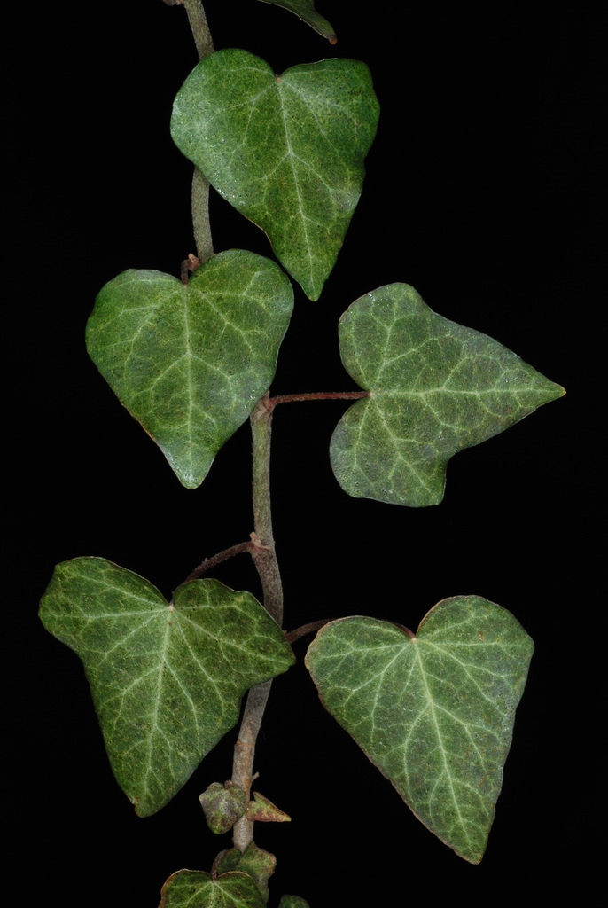 Leaves and stem (The Meadows, Charlottesville, VA)-Late Winter