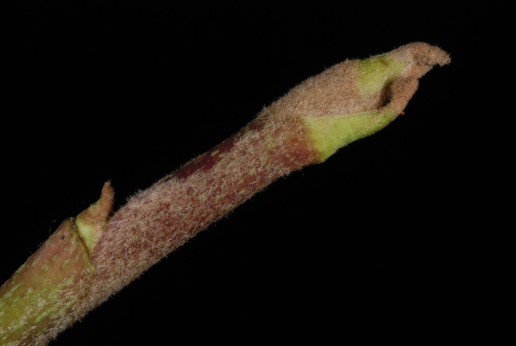 Stem and end buds (The Meadows, Charlottesville, VA)-Late Winter