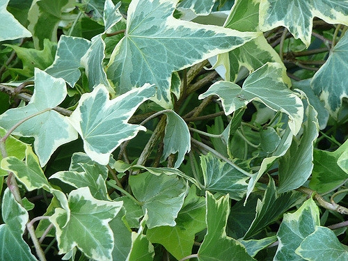 'Variegated' leaves