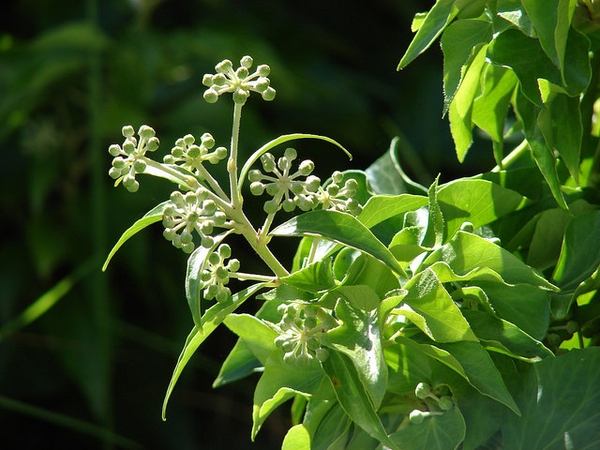Hedera helix