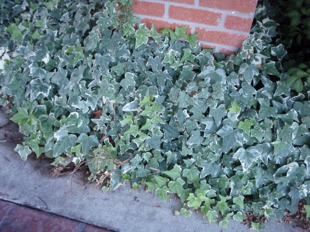 Hedera helix