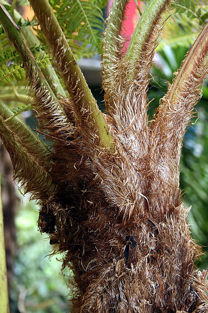 Fronds meet the stem.