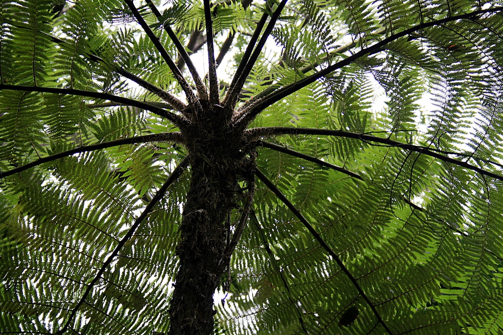 View under canopy.