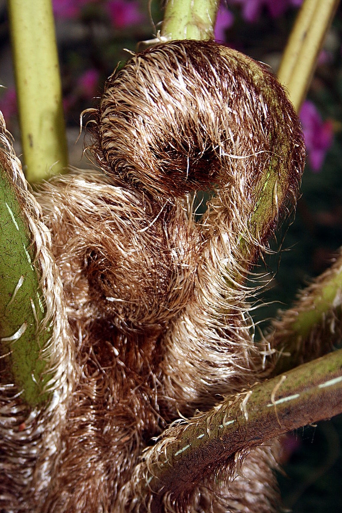 Fiddlehead