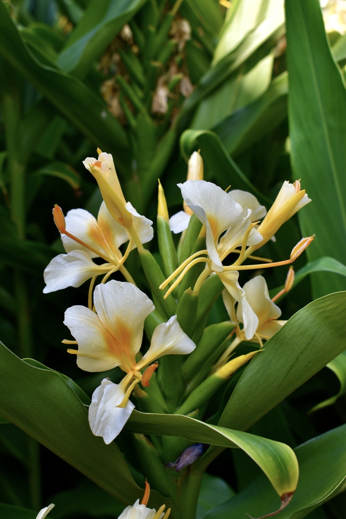 A cluster of peachy orange and white flowers.