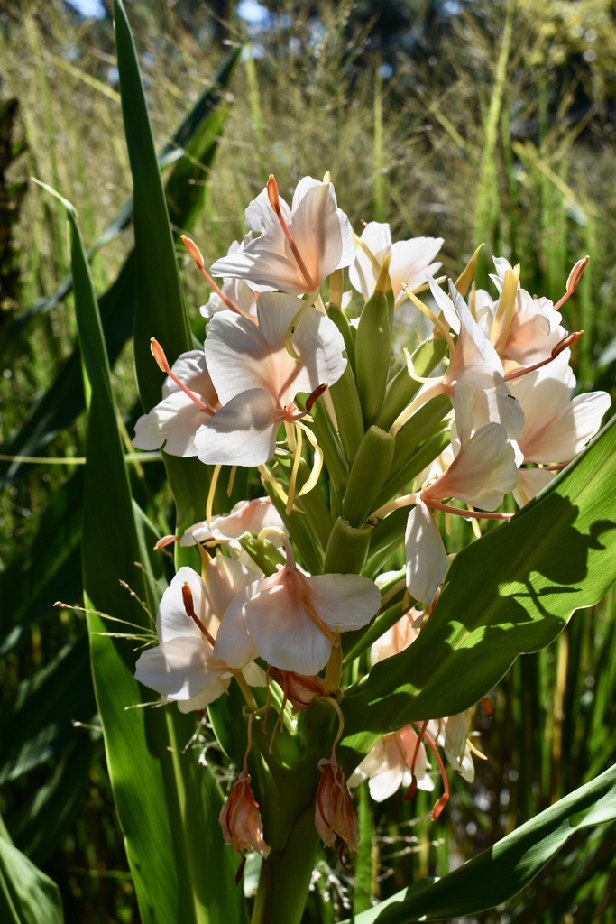 A cluster of pale-yellow flowers with darker eyes.