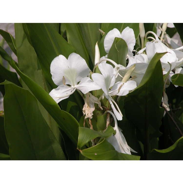 Cluster of white flowers atop strappy foliage