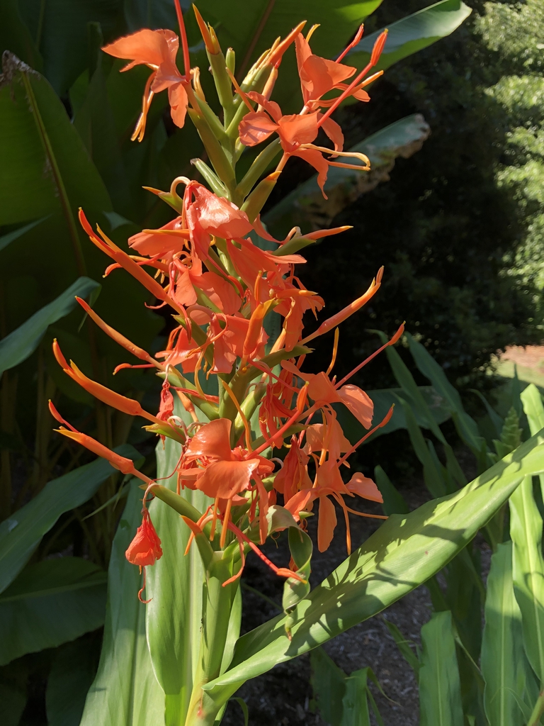 Spike of bright orange-red, shiny flowers