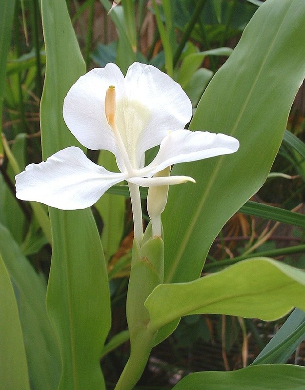 Single white flower with pale green eye