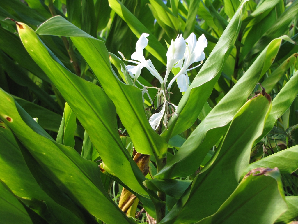 2-ranked, strappy leaves & white flowers.