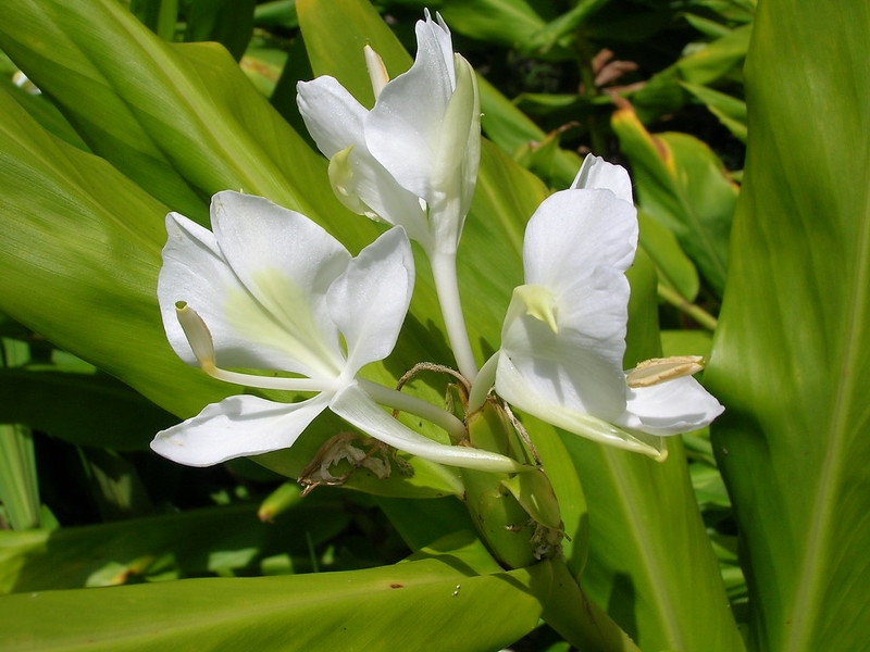 Flowers emerging from a bracteate spike & strappy leaves