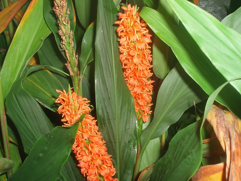 Erect dense spikes of orange flowers & strappy leaves.